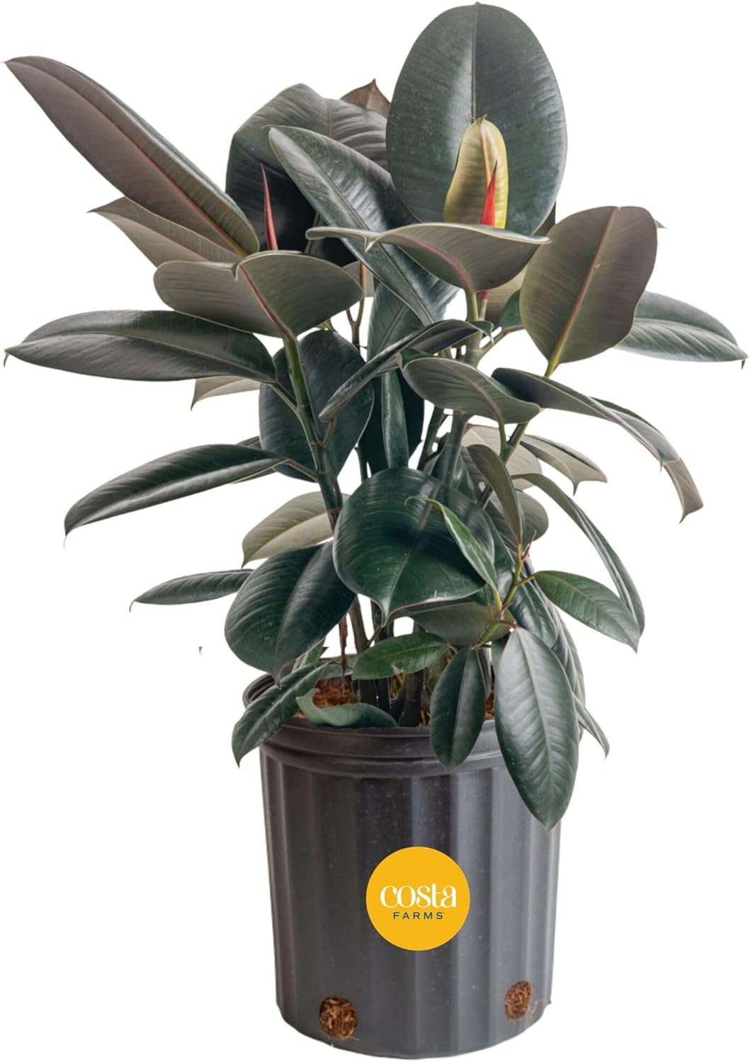 Rubber Plant Ficus - Burgundy Rubber Plant, Live Ficus Elastica