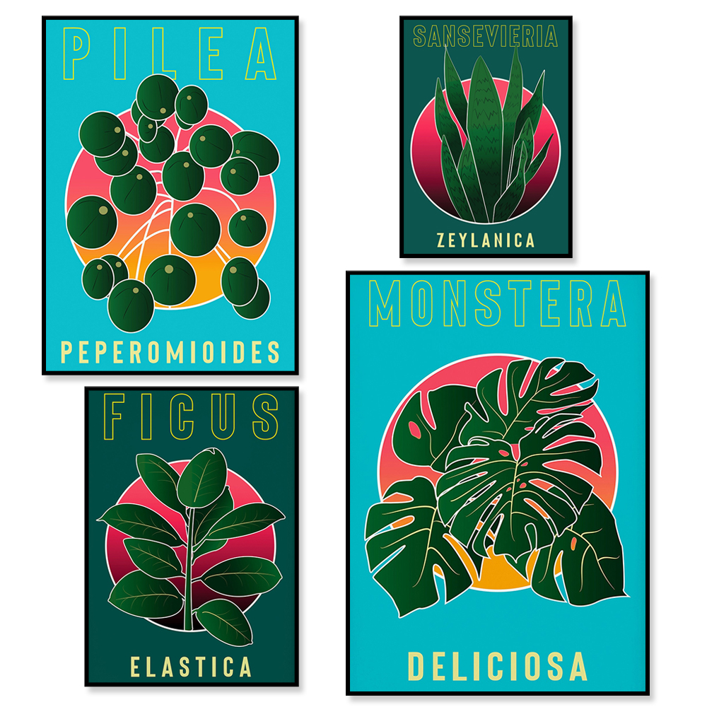 Monstera Deliciosa, Sansevieri - Rubber Plant Ficus incelemesi ve fiyatı