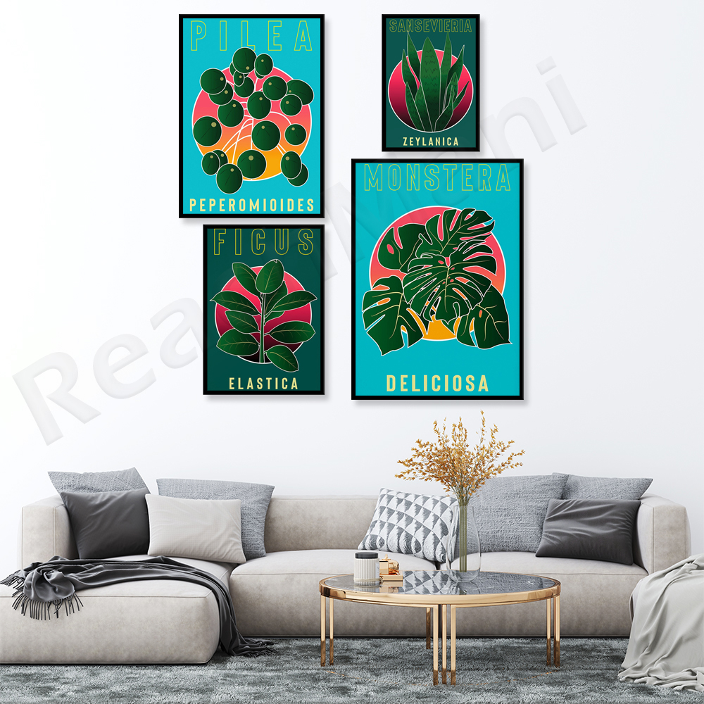 Monstera Deliciosa, Sansevieri - Rubber Plant Ficus incelemesi ve fiyatı