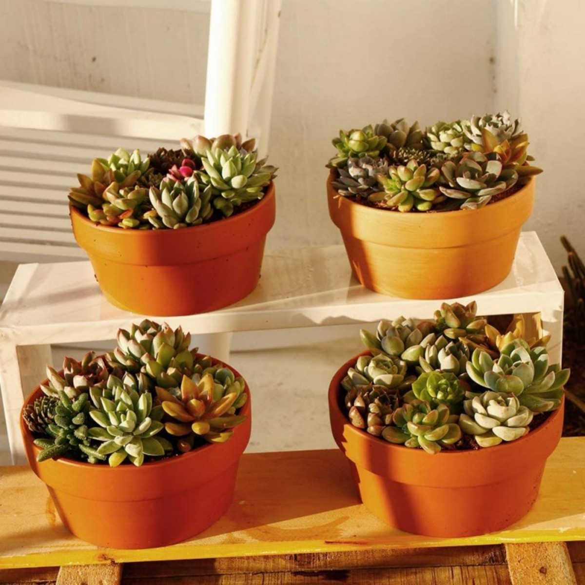 6 PCS Terracotta Buld Pots 3.5 - Cactus Mix Pot incelemesi ve fiyatı