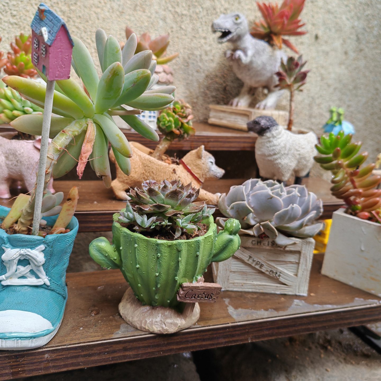 Cactus Flower Planter Pot Cute - Cactus Mix Pot incelemesi ve fiyatı