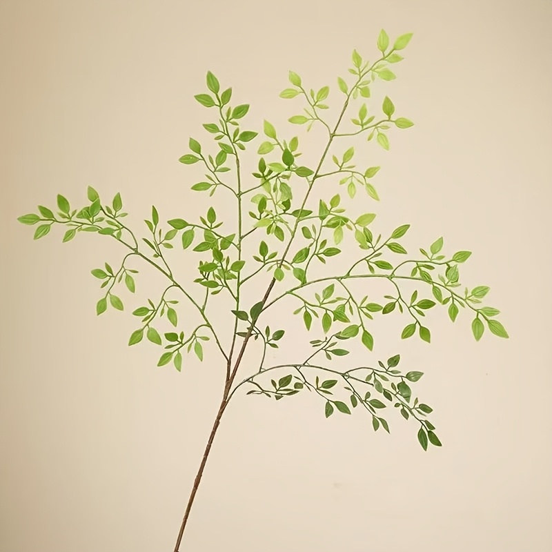 1 Piece, Single Stem, Without  - Rubber Plant Ficus incelemesi ve fiyatı