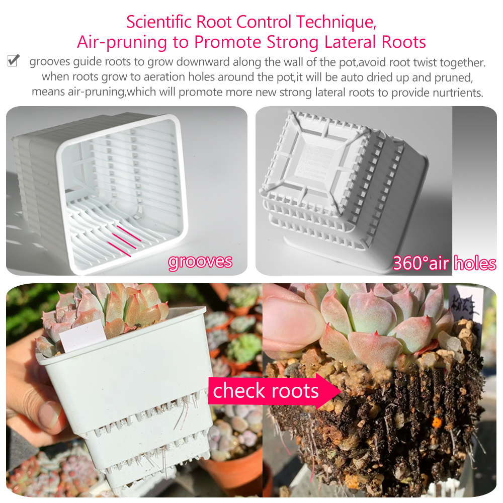 Meshpot Succulent Pot Set Cact - Cactus Mix Pot incelemesi ve fiyatı