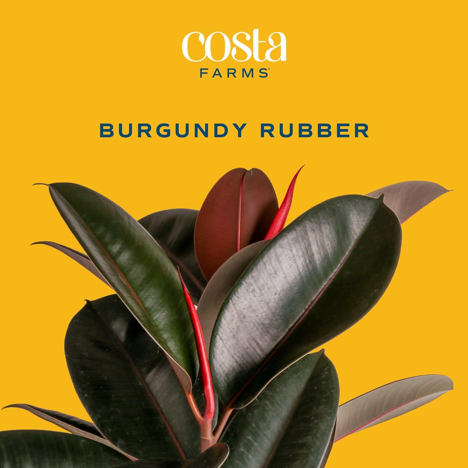 Burgundy Rubber Plant, Live Fi - Rubber Plant Ficus incelemesi ve fiyatı