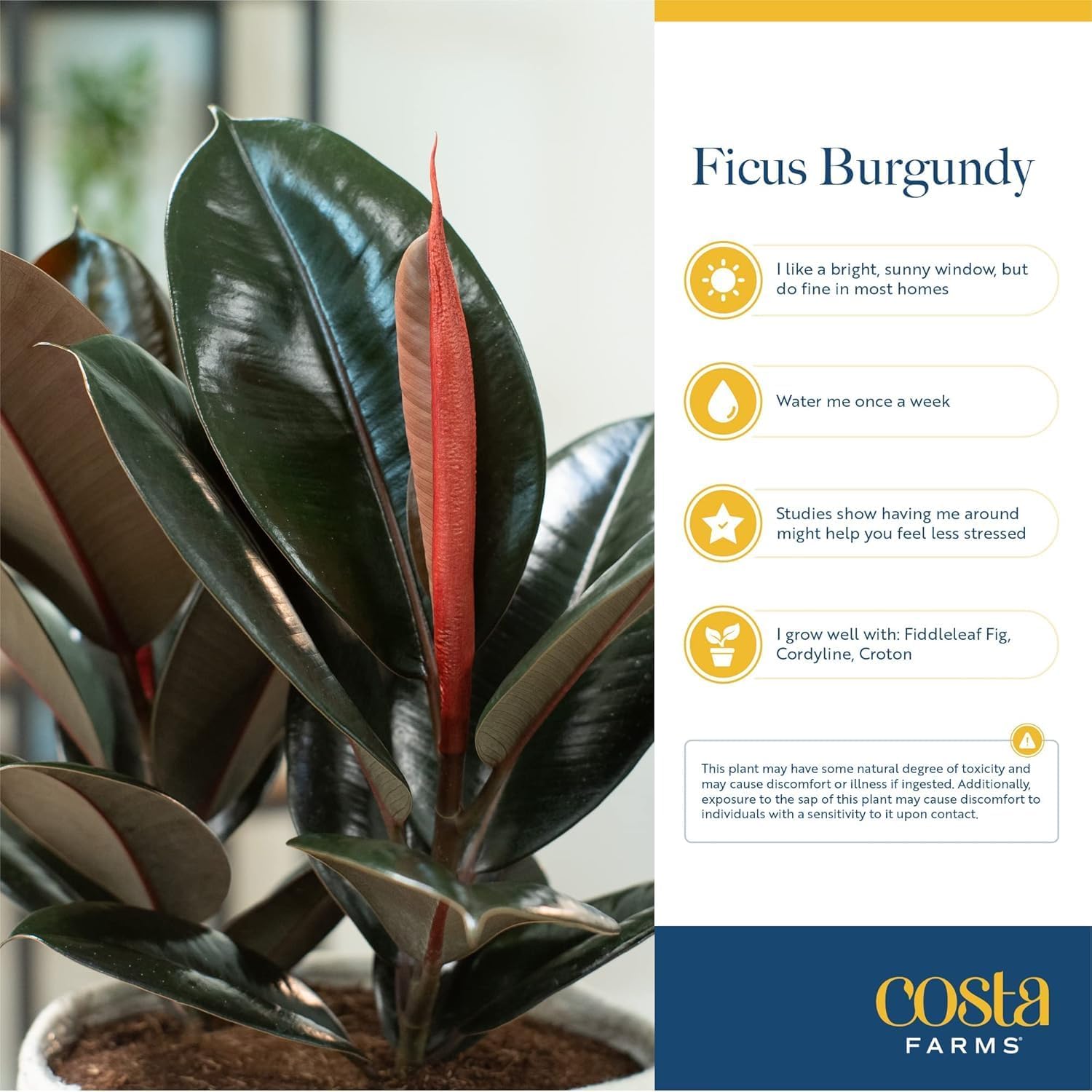 Burgundy Rubber Plant, Live Fi - Rubber Plant Ficus incelemesi ve fiyatı