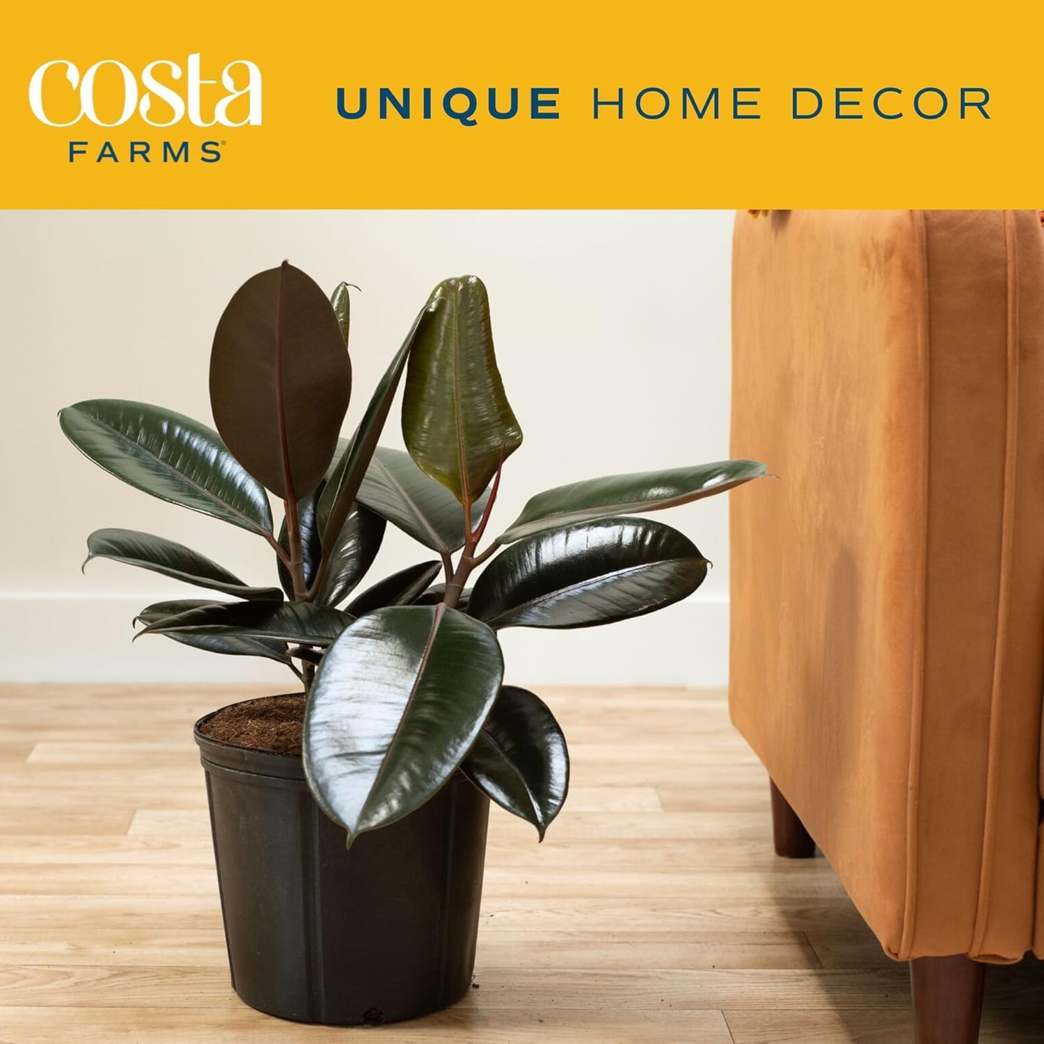 Burgundy Rubber Plant, Live Fi - Rubber Plant Ficus incelemesi ve fiyatı