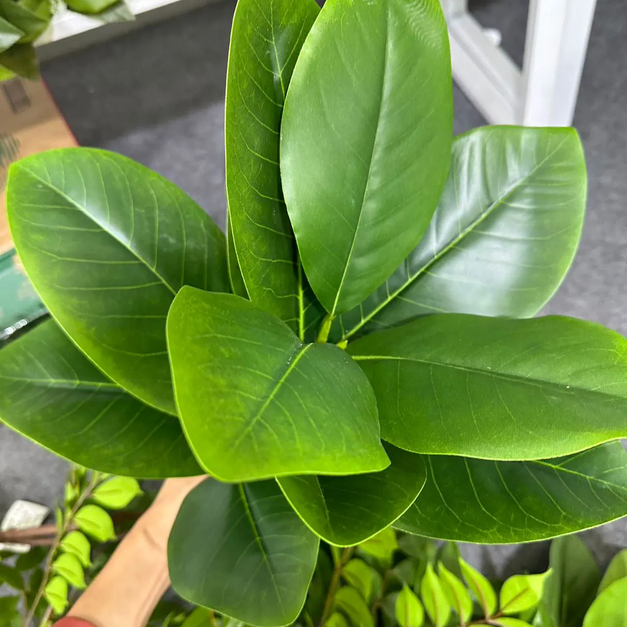 70/135cm Artificial Ficus Tree - Rubber Plant Ficus incelemesi ve fiyatı