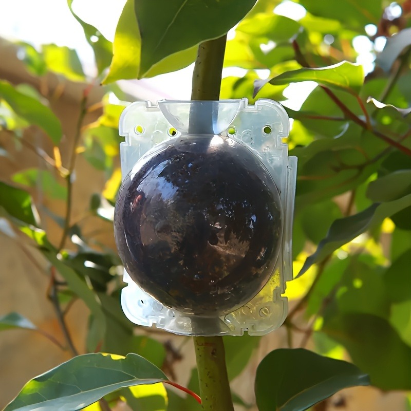 10pcs Plant Propagation Box Se - Plant Parents incelemesi ve fiyatı