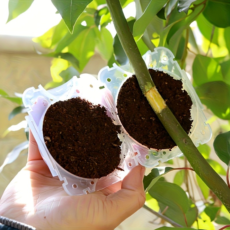 10pcs Plant Propagation Box Se - Plant Parents incelemesi ve fiyatı