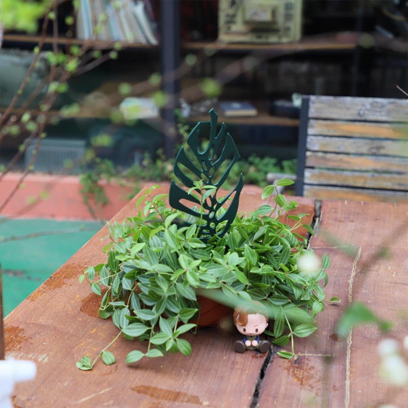 Plant Climbing Support Stand F - Cactus Mix Pot incelemesi ve fiyatı